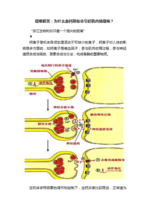 疑难解答：为什么血钙降低会引起肌肉抽搐呢？