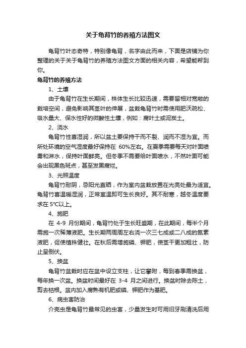 关于龟背竹的养殖方法图文