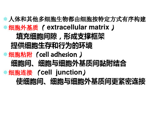 《医学细胞生物学》课件：第五章 细胞连接与细胞外基质