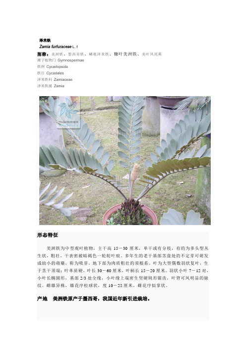 海南大学校园里常见热带植物