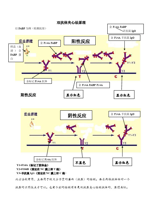 (完整word版)胶体金法各种方法法原理