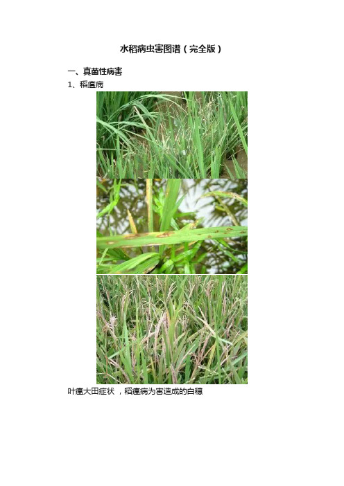 水稻病虫害图谱(完全版)