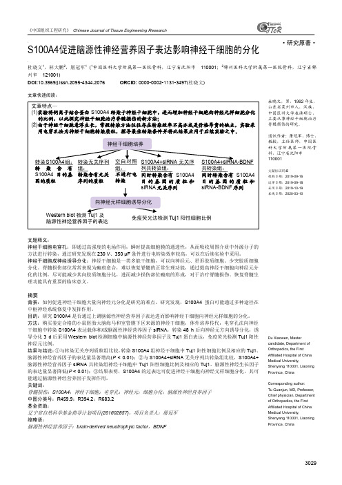 S100A4促进脑源性神经营养因子表达影响神经干细胞的分化