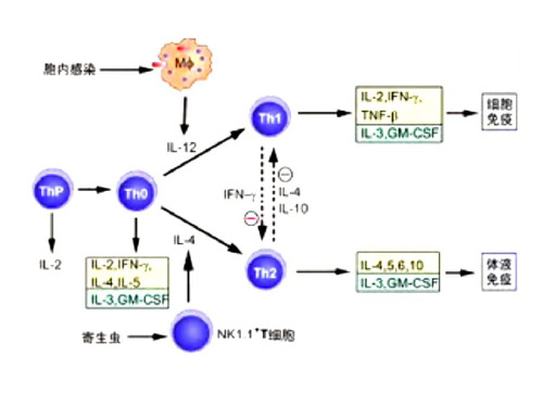 免疫学精品课件(1).ppt