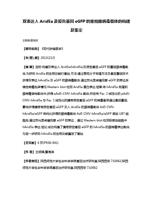 双表达人Arid5a及报告基因eGFP的重组腺病毒载体的构建及鉴定