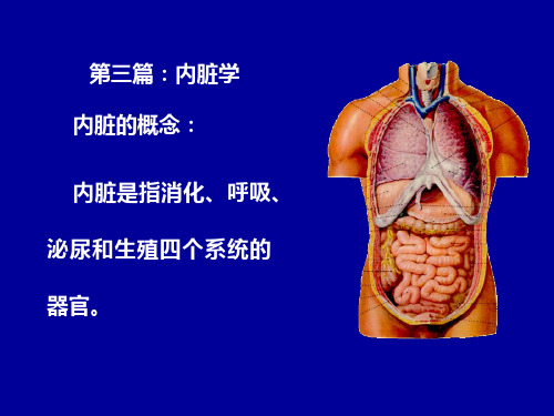 解剖学  第4讲：消化系统、呼吸系统