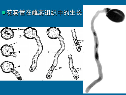 高中生物奥赛精品课件-植物学部分-植物的繁殖part2