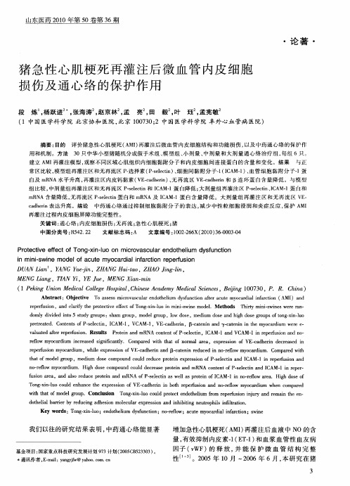 猪急性心肌梗死再灌注后微血管内皮细胞损伤及通心络的保护作用