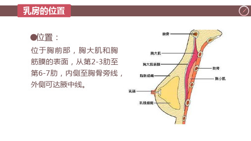 6.4.1乳房的淋巴回流v3