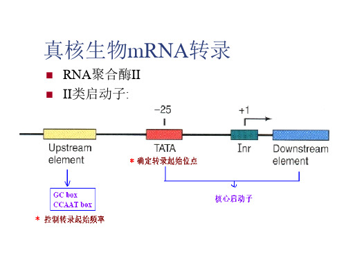 真核生物mRNA转录