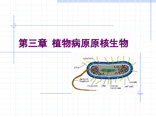 原核生物简介