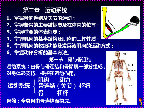 人体解剖学_02a运动系统四肢部分
