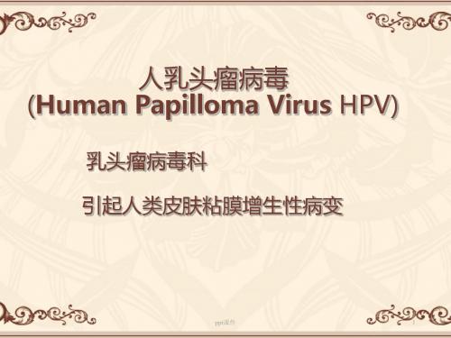 人乳头瘤HPV病毒  ppt课件