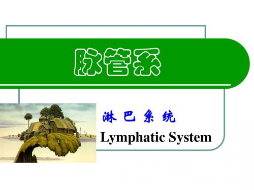 解剖学-脉管系统-淋巴系统