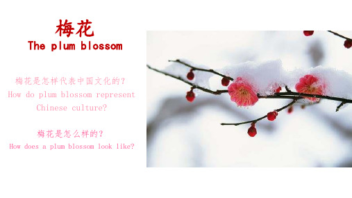 中国梅花介绍 plum blossoms 小学生 中国文化画梅花