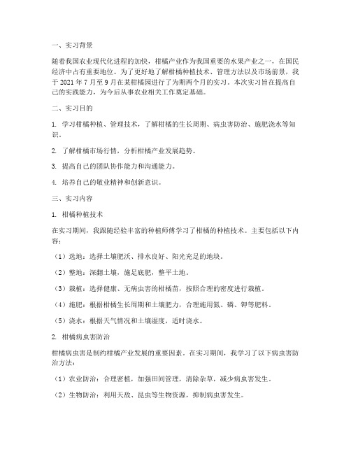 柑橘园实习报告