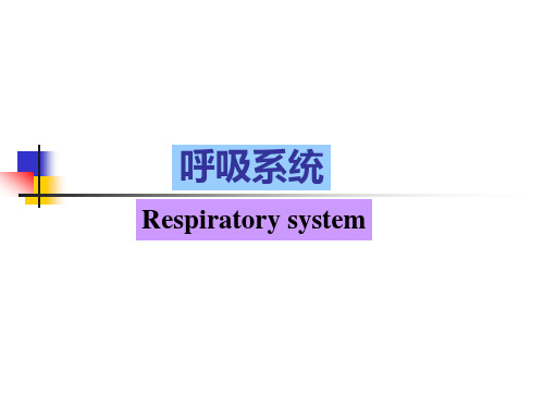 组织胚胎学呼吸系统