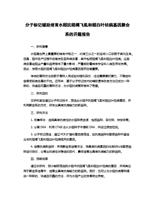 分子标记辅助培育水稻抗稻褐飞虱和稻白叶枯病基因聚合系的开题报告