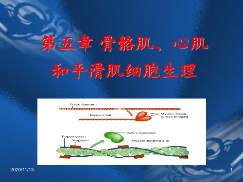 骨骼肌心肌和平滑肌细胞生理 ppt课件