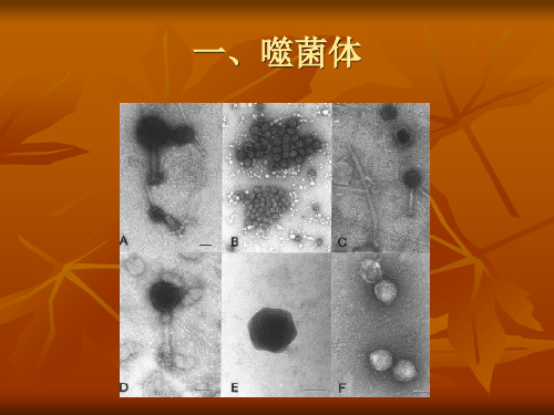 第七章 病毒简介 生物学课件