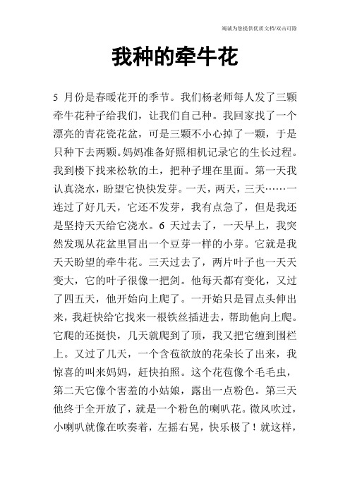我种的牵牛花