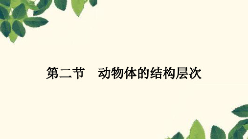 人教版生物七年级上册生物体的结构层次第二章动物体的结构层次 课件 (共25张PPT)