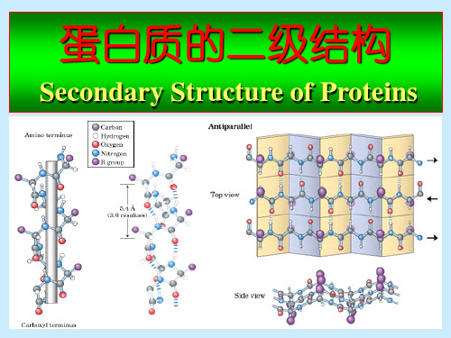 蛋白质二级结构