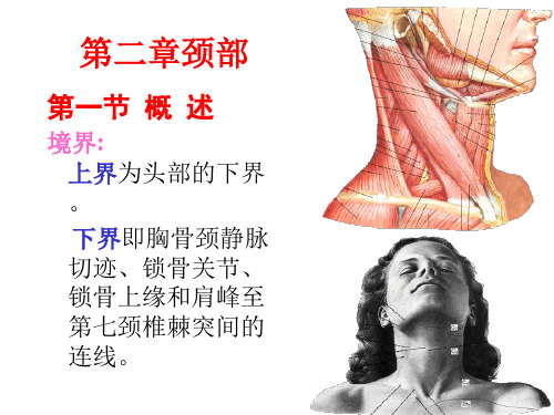 局部解剖学颈部ppt课件