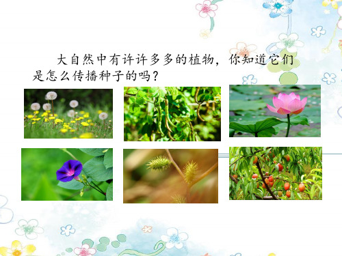 3植物妈妈有办法(部编版二上语文)