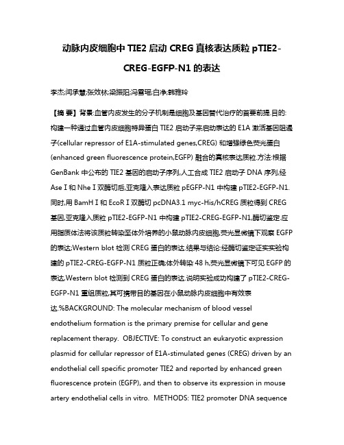 动脉内皮细胞中TIE2启动CREG真核表达质粒pTIE2-CREG-EGFP-N1的表达