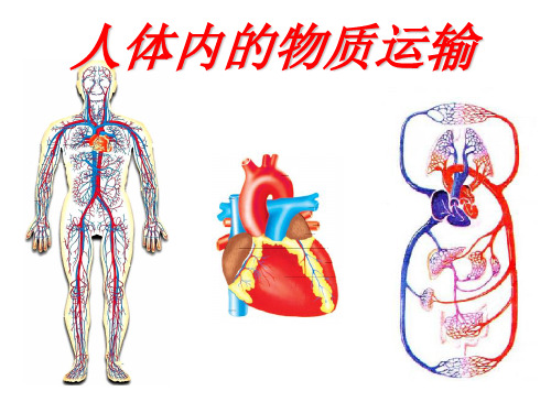 七年级生物下册 第三章《人体内物质的运输》复习课件 (新版)济南版