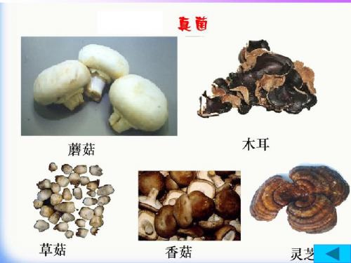 【初中生物】细菌和真菌的分布PPT课件4