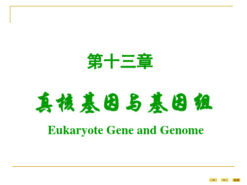 生物化学与分子生物学课件：13真核基因与基因组