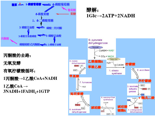 氧化磷酸化的抑制剂