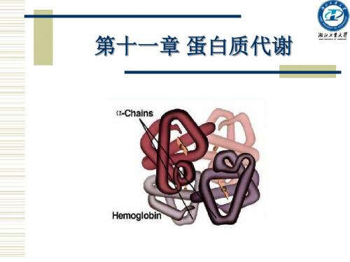 第十一章蛋白质代谢-2010