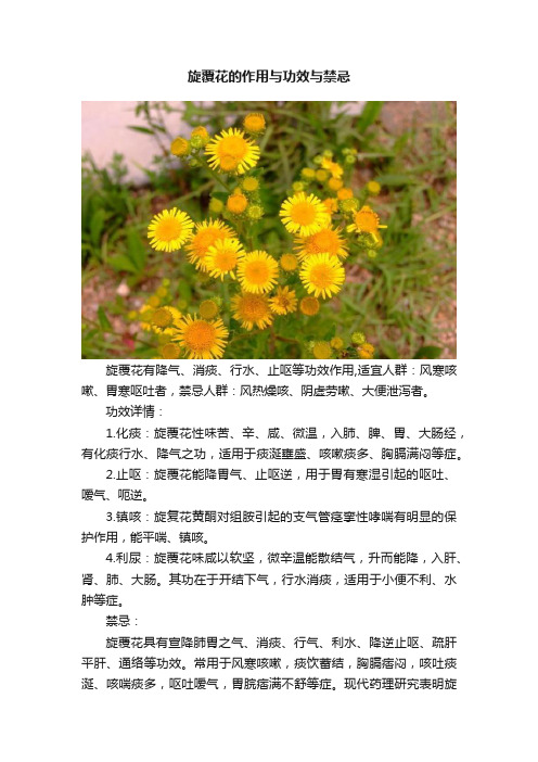 旋覆花的作用与功效与禁忌