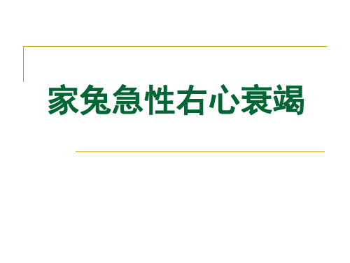 家兔急性右心衰竭