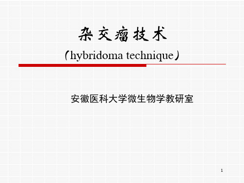 杂交瘤技术