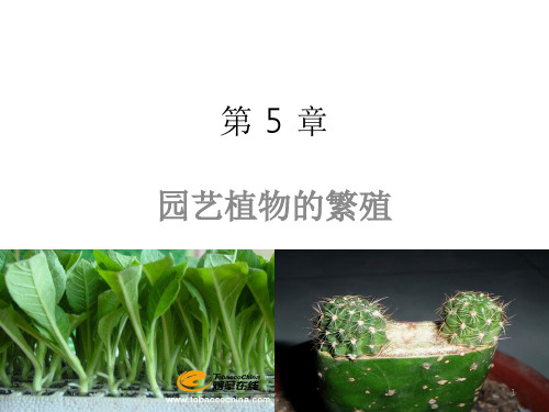 第5章 园艺植物的繁殖