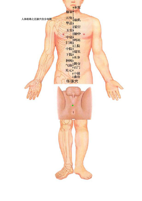 人体十四经络穴位分布图