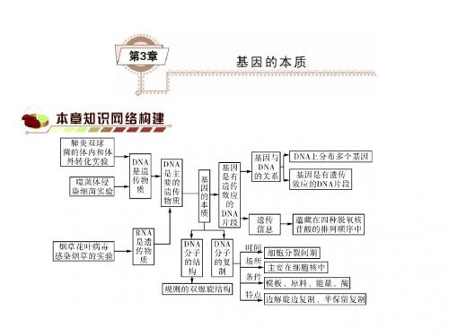 高考生物一轮复习课件 必修2 第3章 基因的本质(基础知识整理 重难点聚集)