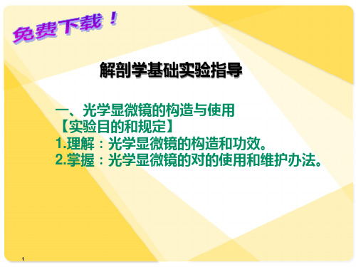 解剖学基础解剖学基础实验指导