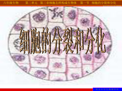 细胞的分裂和分化