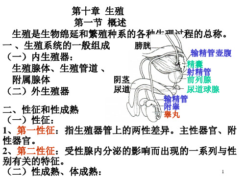 生理学10-生殖.ppt