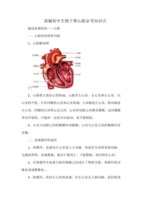 部编初中生物下册心脏必考知识点