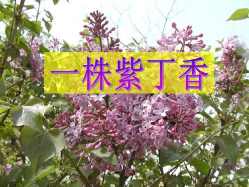 《一株紫丁香》PPT课件2