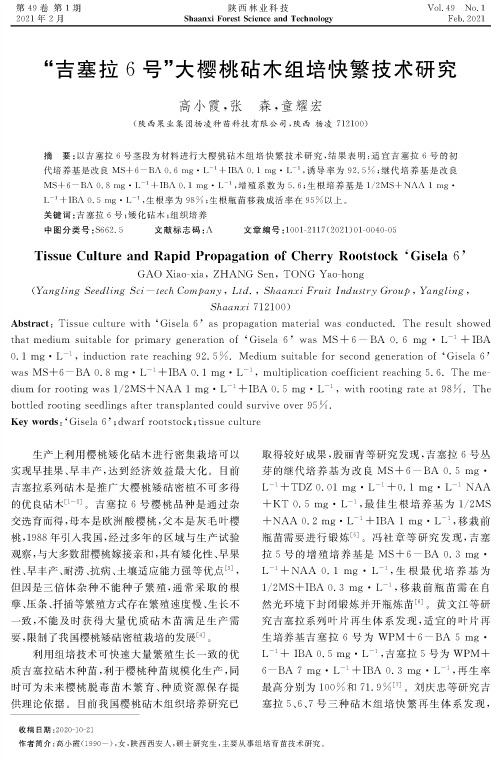 “吉塞拉6号”大樱桃砧木组培快繁技术研究