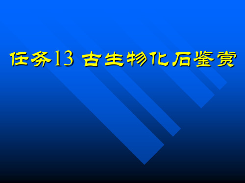 地质概论任务13-1 古生物化石鉴赏