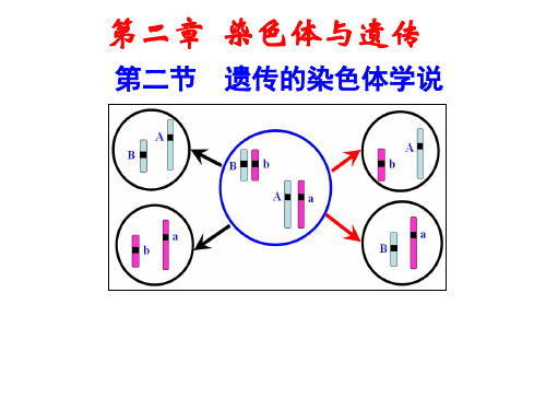 2.2-遗传的染色体学说