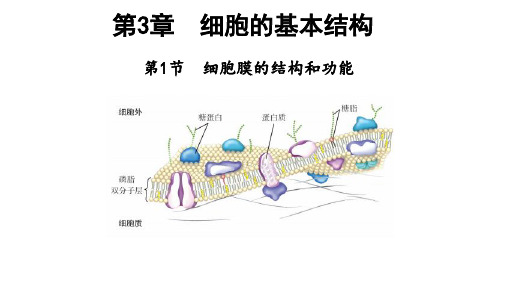 细胞膜的结构和功能 